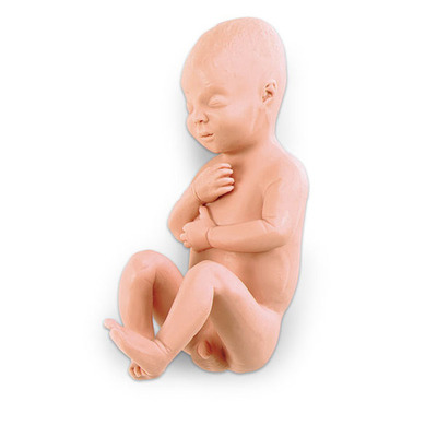 NASCO 10개월 태아모형 LF00931 (보건교육 임신,과정, 출산 학교  성교육실습)