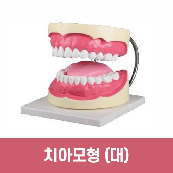 ERLER ZIMMER 치아모형(혀포함)D216 (인체모형  치아관리 양치질 보건교육 의료 학교 병원 교육기관)